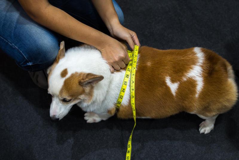 Bei Hundesenioren muss genau auf die Ernährung geachtet werden um Übergewicht zu vermeiden übergewichtiger Hund