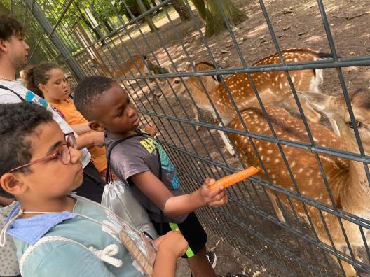 Kinder füttern Damwild mit Mohrrüben